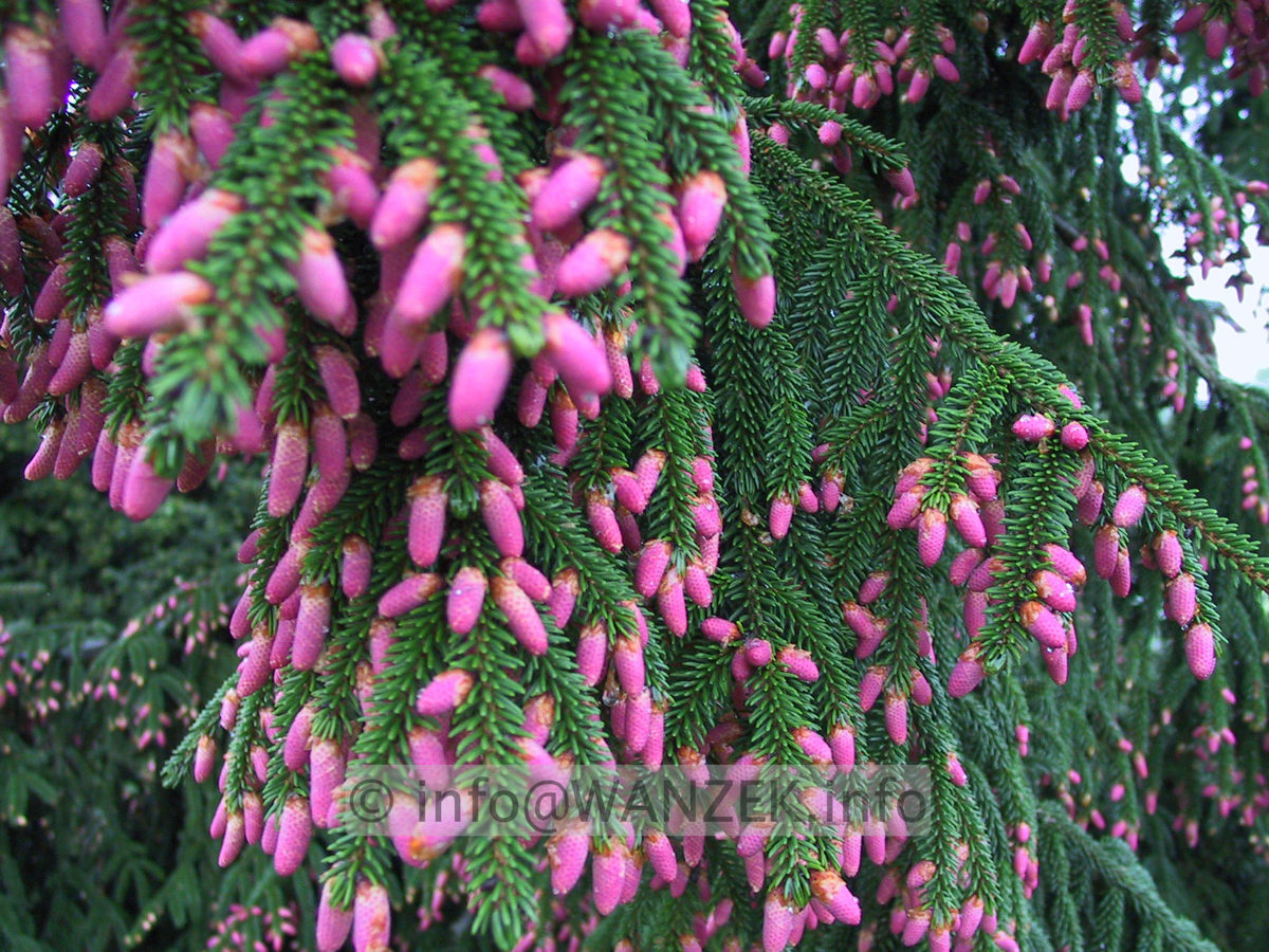 Picea orientalis Aureospicata 05 Blueten.JPG